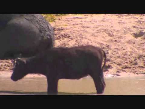 The lone little Buffalo Calf at Djuma Jan 25, 2015