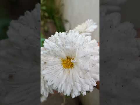 Flowers batae kon h apka favourite flower h