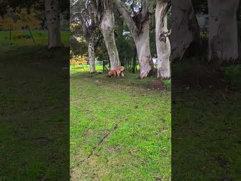 Dolores es una ciudad argentina cabecera del partido homónimo,en la provincia de Buenos Aires.