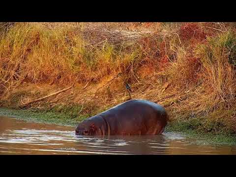 Djuma: Hippo backs up and marks the dam wall - 16:50 - 07/16/21
