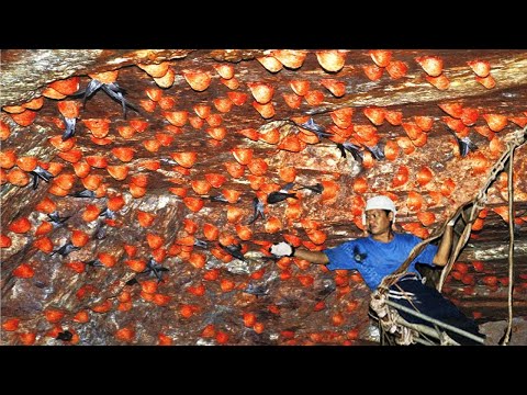 Edible bird nest harvest - Swiftlet Bird nest Processing - How to make bird nest soup