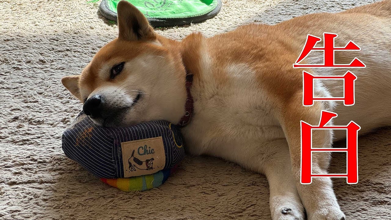 動画を1年半もお休みしていた理由