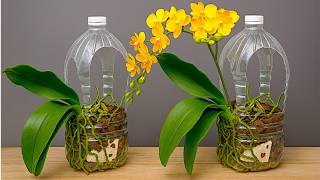Planting This Magical Way Makes Orchids Immediately Bloom All Year Round