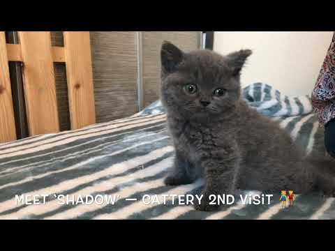 2nd visit to the Cattery to meet ‘Shadow’, British Shorthair Kitten