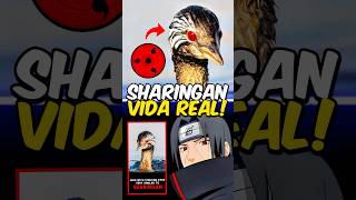 Sharingan EXISTE na VIDA REAL? 😨🔥