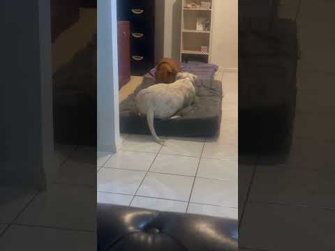 Nevaeh and Chance having a play.