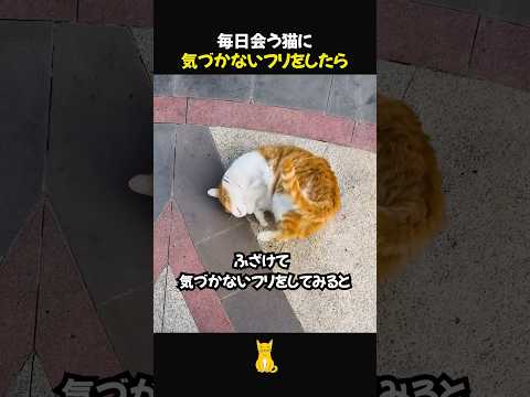 毎日会う猫に気づかないフリをしたら #好きな子猫 #子ネコ