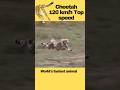 Cheetah At Full Speed Shorts Animals Youtubeshorts Trending