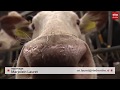 Hondenpoep gevaarlijk voor koeien
