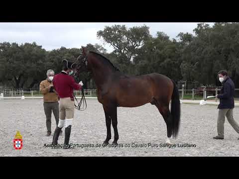 210201 2 Bambu - Aprovação de Garanhões