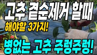 고추 곁순제거할때 꼭 해야할 3가지! 이것만 해줘도 병없는 고추가 주렁주렁달려 대박입니다