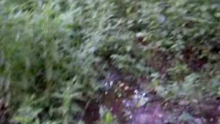 preview picture of video 'lisia góra legowisko dzików'