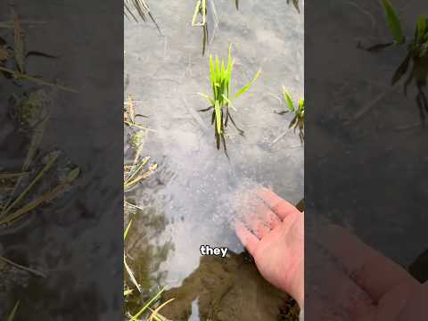 You've Probably Eaten These