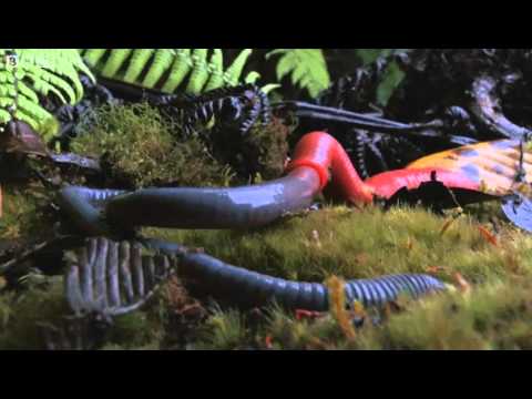 Monster leech swallows giant worm