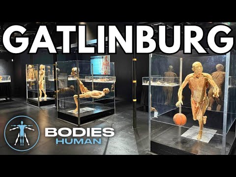 NEW Bodies Human Gatlinburg Exhibit Tour