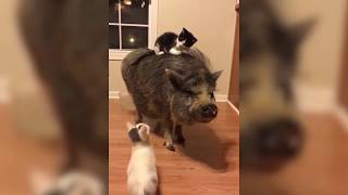 Les cochons sont les meilleurs...