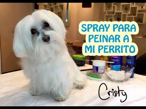 ¿Cómo peinar a mi perro?