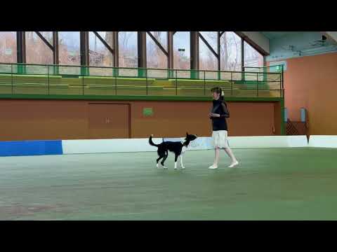 ADEL: Dog Dance Freestyle デビュー  12/17/2023