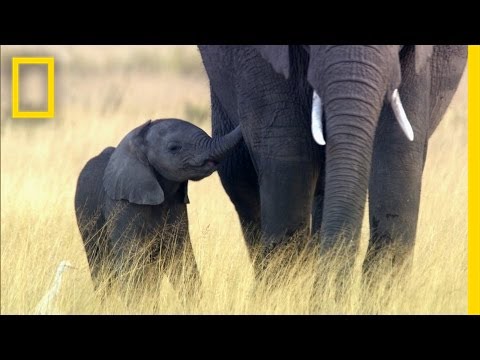 image-What is the most endangered species of elephant?