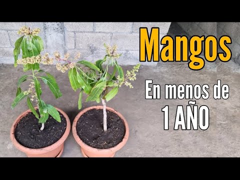 , title : 'COMO TENER MANGO EN MENOS DE 1 Año, YA NO ESPERES AÑOS PARA TENER MANGOS'