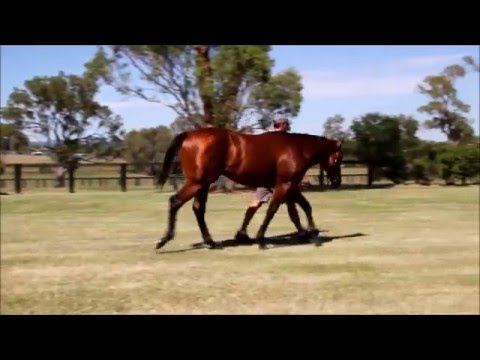 LOT 247 FASTNET ROCK x ONLY WORDS '14 COLT