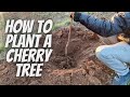 How To Plant A Cherry Tree