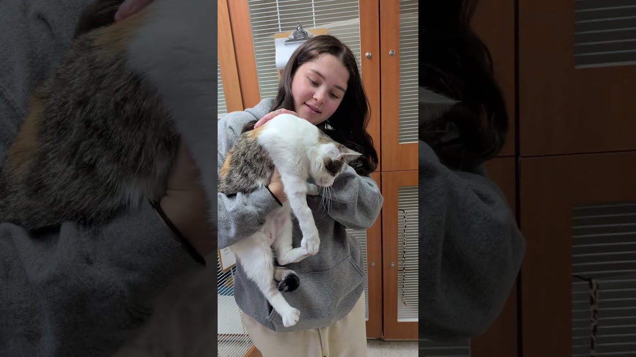 Clarice, a ADOPTABLE mixed breed in Aurora, IL video 5/5