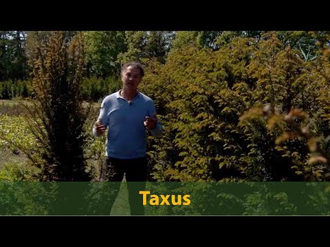 Eibe: eine beliebte und medizinische Heckenpflanze