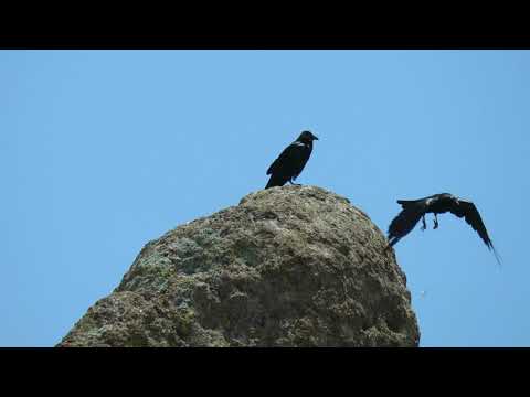 juvenile raven being groomed