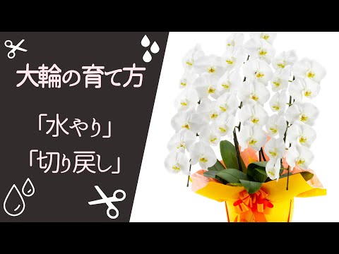 蘭が水のやりすぎかどうかを知るにはどうすればよいですか