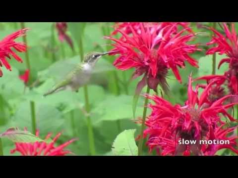 Hummingbird (a Lew Dite video) music by Wilfried Welti