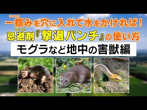 モグラに対する植物: 緑地からモグラを遠ざけるためのトップ 3!  庭園