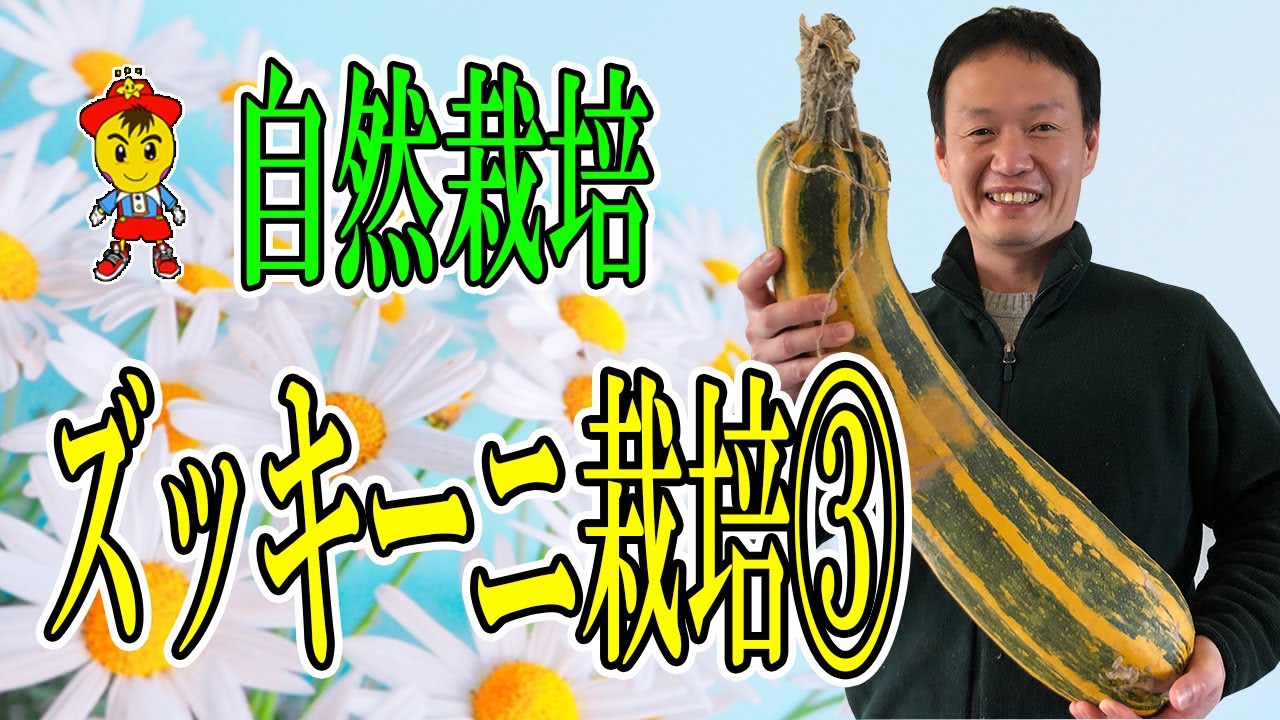 ズッキーニ自然栽培!連作と植え付けの極意