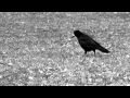 Die Krähe, Franz Schubert (D.911, 24) 