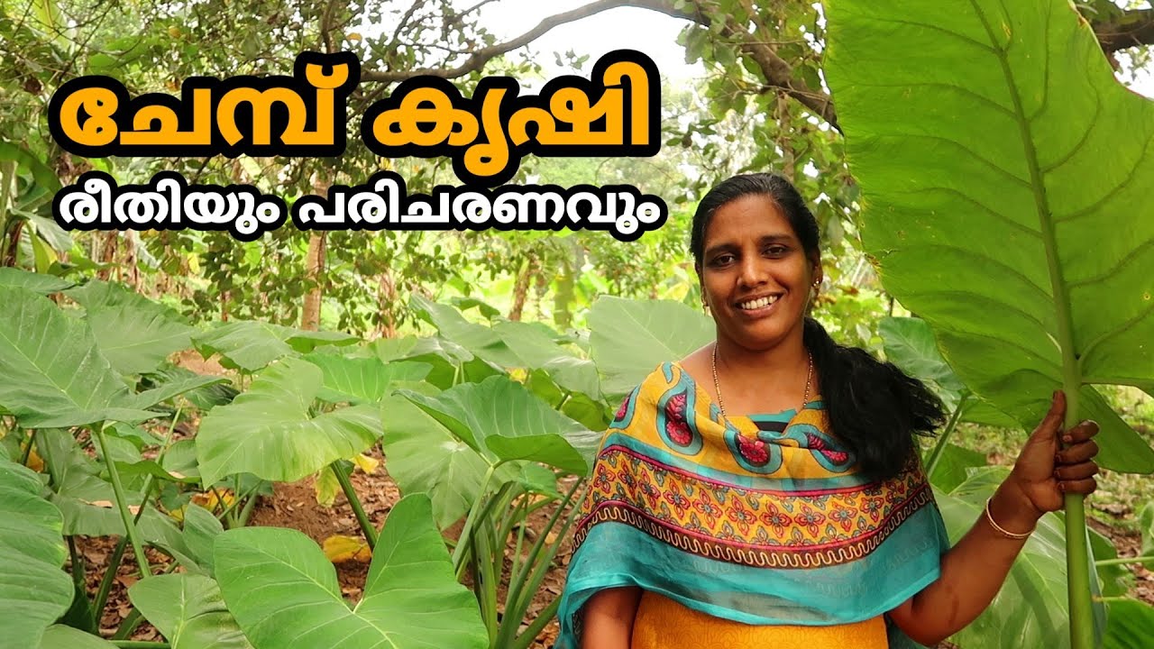 ചേമ്പ് കൃഷി രീതിയും പരിചരണവും | Chembu Krishi Tips In Malayalam | Colocasia Farming