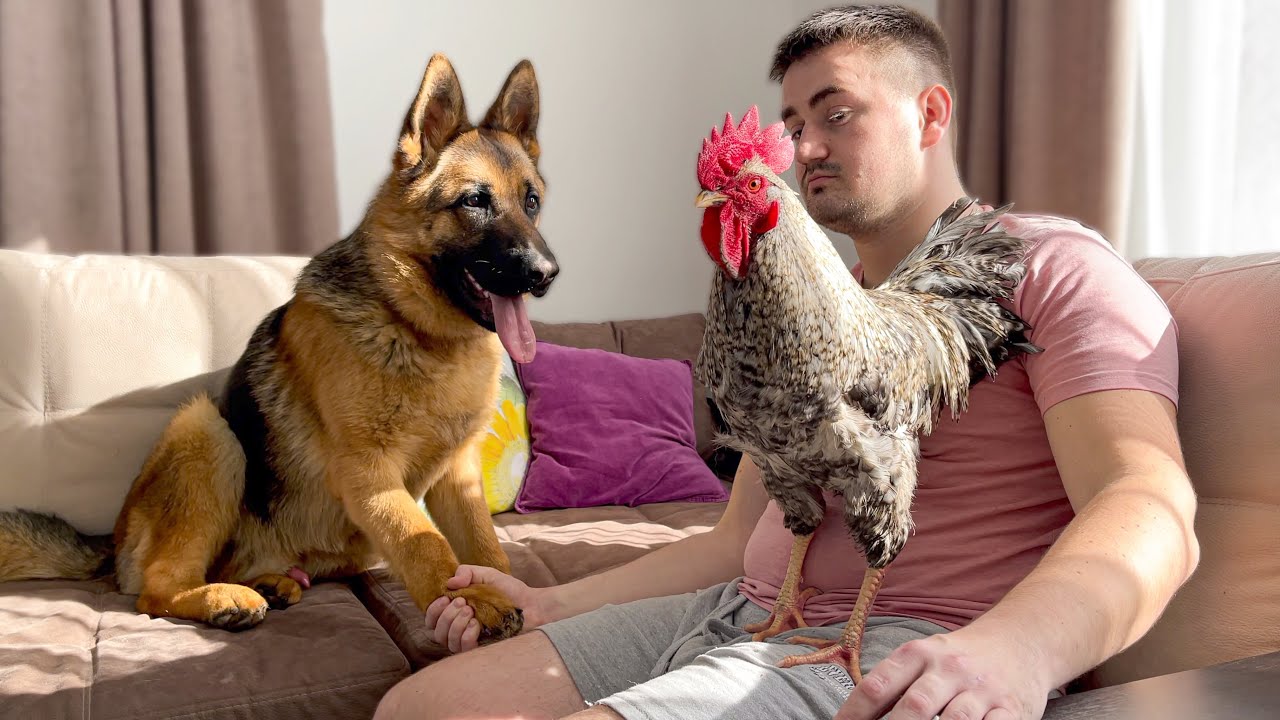 German Shepherd Meets a Rooster for the First Time