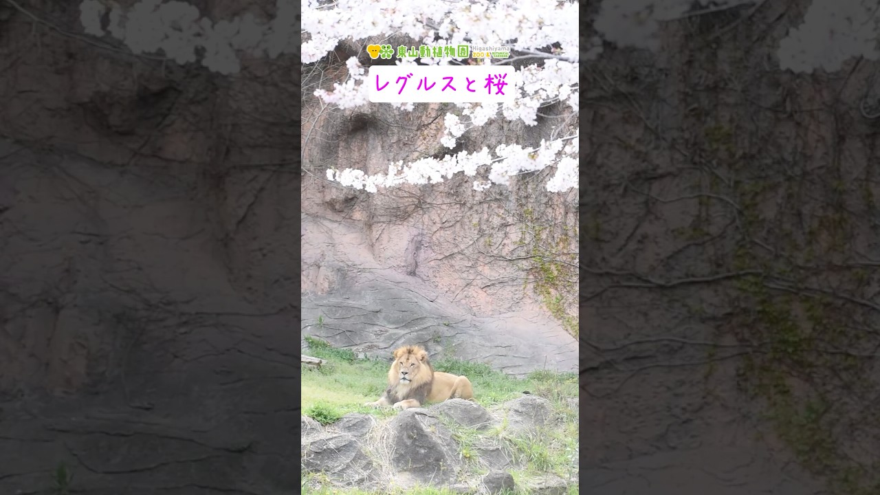【東山動植物園公式】レグルスと桜《 ライオン 》#shorts #お花見