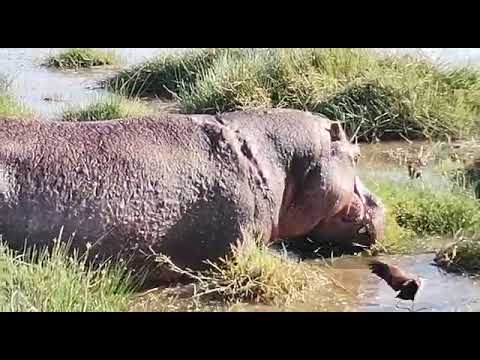 hippo grazing