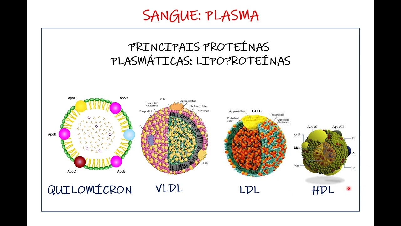 Sangue - histologia