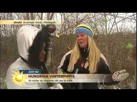 Fåglar gillar mer än solrosfrön – här får du nya tips! - Nyhetsmorgon (TV4)