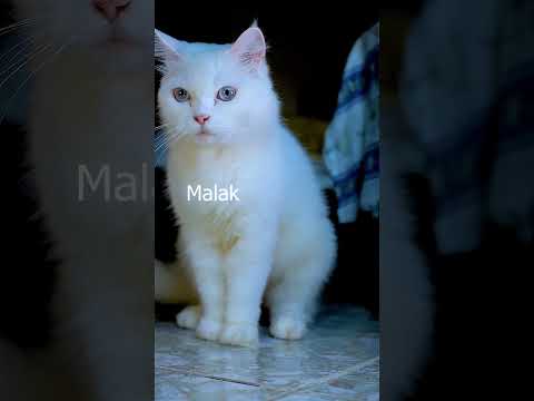 Malak