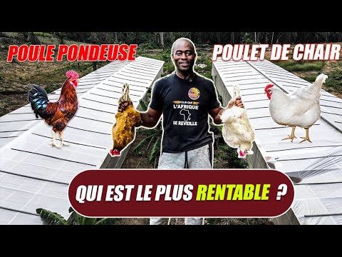 Poulet de chair VS Poule Pondeuse | Qui est plus rentable?