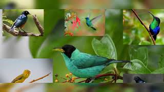 Download lagu nada dering lucu wa burung hutan Indonesia 4 mp3 Download lagu nada dering lucu wa burung hutan Indonesia 4 mp3