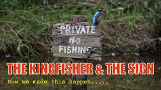 Photographing Kingfishers - Trying To Capture The Perfect Image (Amazing Results!)