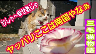 ２ヶ月振りにやって来た三毛猫‼️【猫動画】久しぶりに会えて喜ぶ猫を見てたら涙が出そうになる。