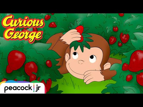 Hide and Seek with a Sheep | CURIOUS GEORGE