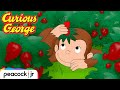 Hide And Seek With A Sheep CURIOUS GEORGE