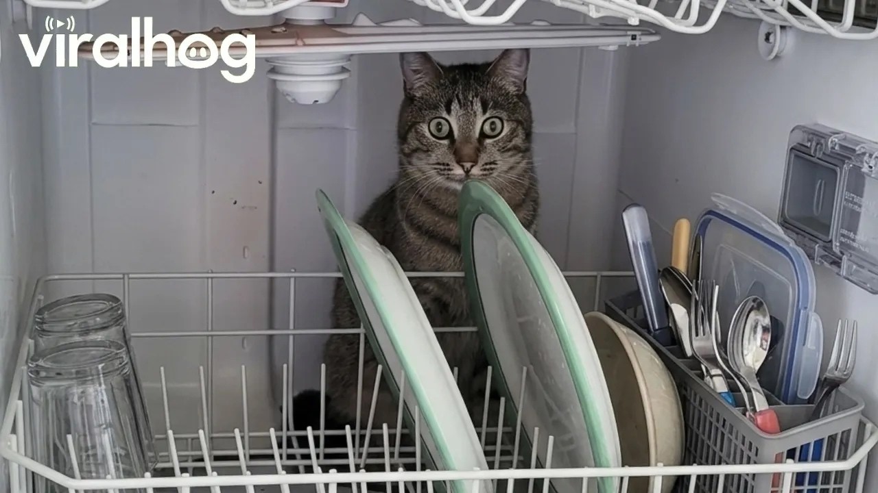 Cat Won't Let Me Close the Dishwasher || ViralHog