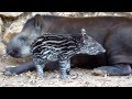 True Facts About The Tapir