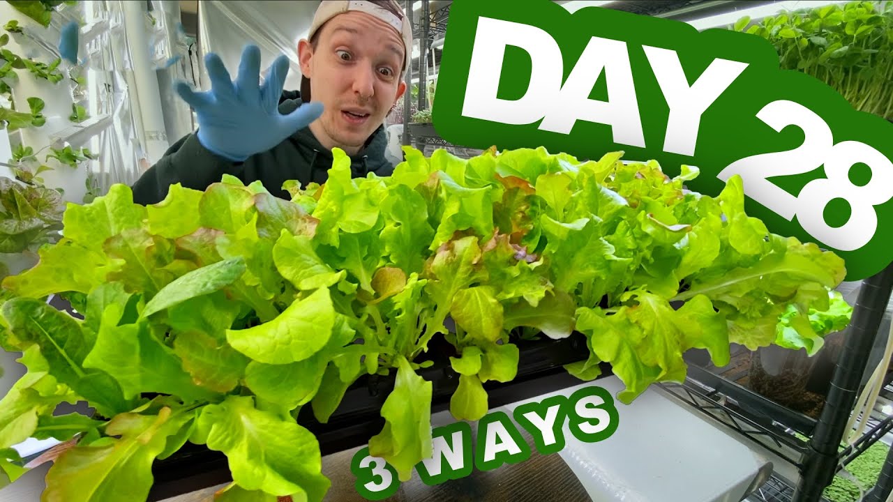 How To Grow Lettuce In Trays - 3 Methods EXPERIMENT!